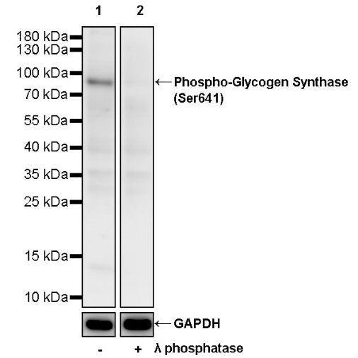 Phospho-Glycogen Synthase (Ser641) Rabbit Polyclonal Antibody