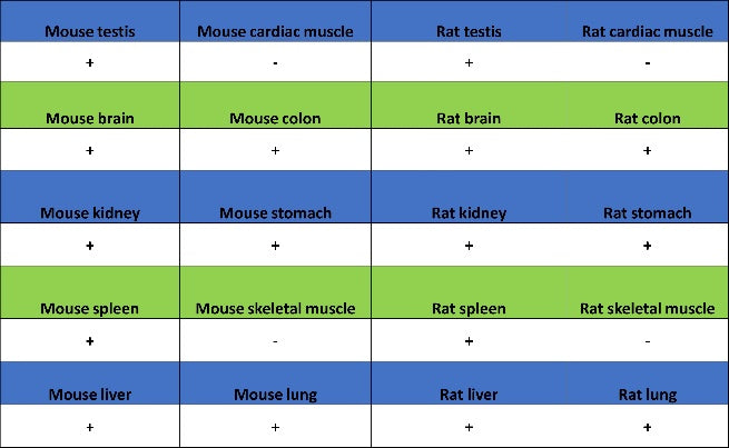 Beta I tubulin Recombinant Rabbit mAb (S-3108-63)