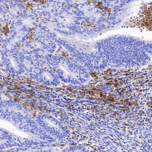 CSF-1R Recombinant Rabbit mAb (S-R219)
