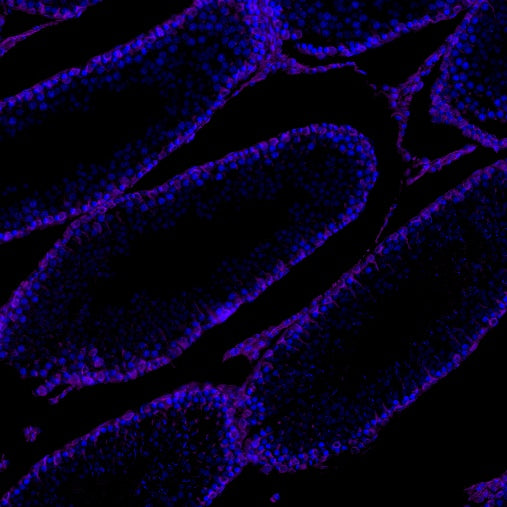 Vimentin Recombinant Rabbit mAb (Alexa Fluor® 700 Conjugate) (S-029-20)
