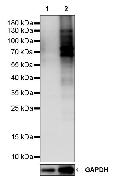 Phospho-PKA Substrate (RRXS*/T*) Recombinant Rabbit mAb (S-2623-148)