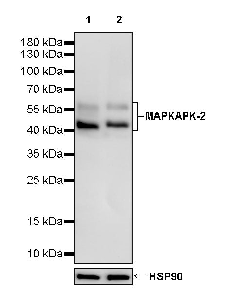 MAPKAPK-2 Recombinant Rabbit mAb (S-2641-58)
