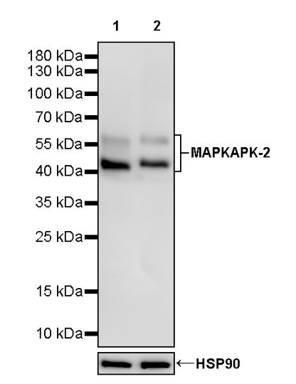 MAPKAPK-2 Recombinant Rabbit mAb (S-2641-58)