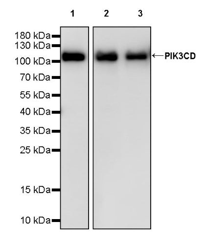 PIK3CD Recombinant Rabbit mAb (SDT-1978-148)