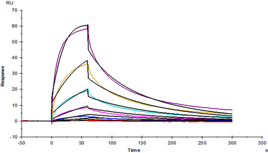 B7-2/CD86 His Tag Protein, Human