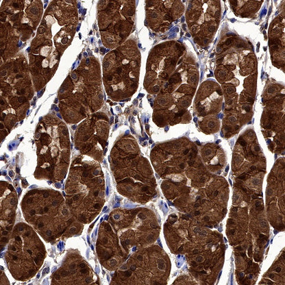 Peroxiredoxin 6 Rabbit Polyclonal Antibody