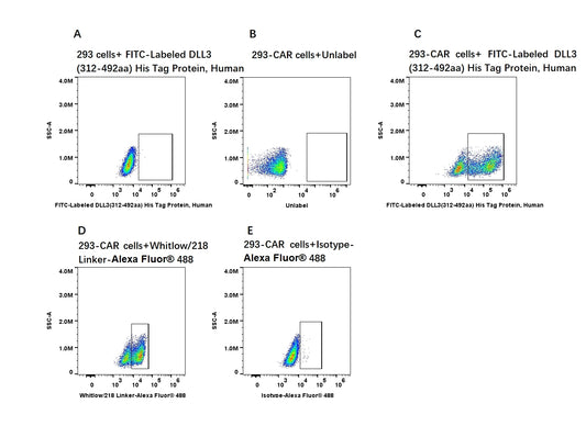 FITC-Labeled DLL3(312-492) His Tag Protein, Human