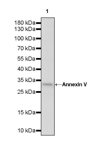 Annexin V Recombinant Rabbit mAb (S-1395-41)