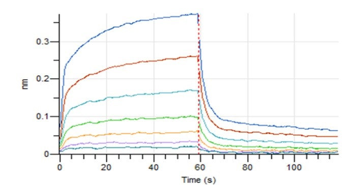PD-L1 His Tag Protein, Human