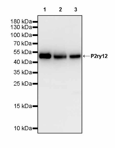 P2ry12 Recombinant Rabbit mAb (S-3134-73)