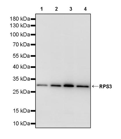 RPS3 Recombinant Rabbit mAb (S-4121-27)