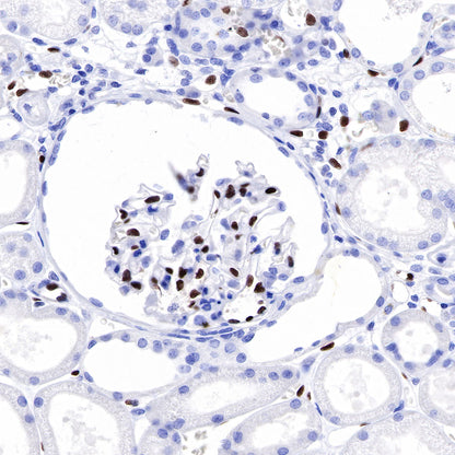 ERG Recombinant Rabbit mAb,PBS Only (SDT-190-65)