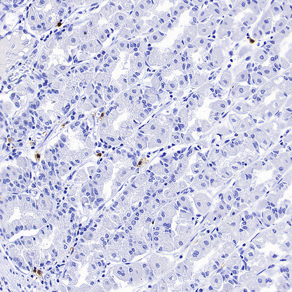 ADGRE1 (F4/80) Recombinant Rabbit mAb (S-2683-205)