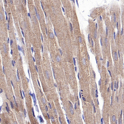 FUNDC1 Rabbit Polyclonal Antibody