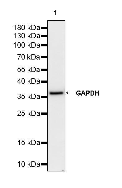 GAPDH Recombinant Rabbit mAb (HRP Conjugate) (S-240-147)