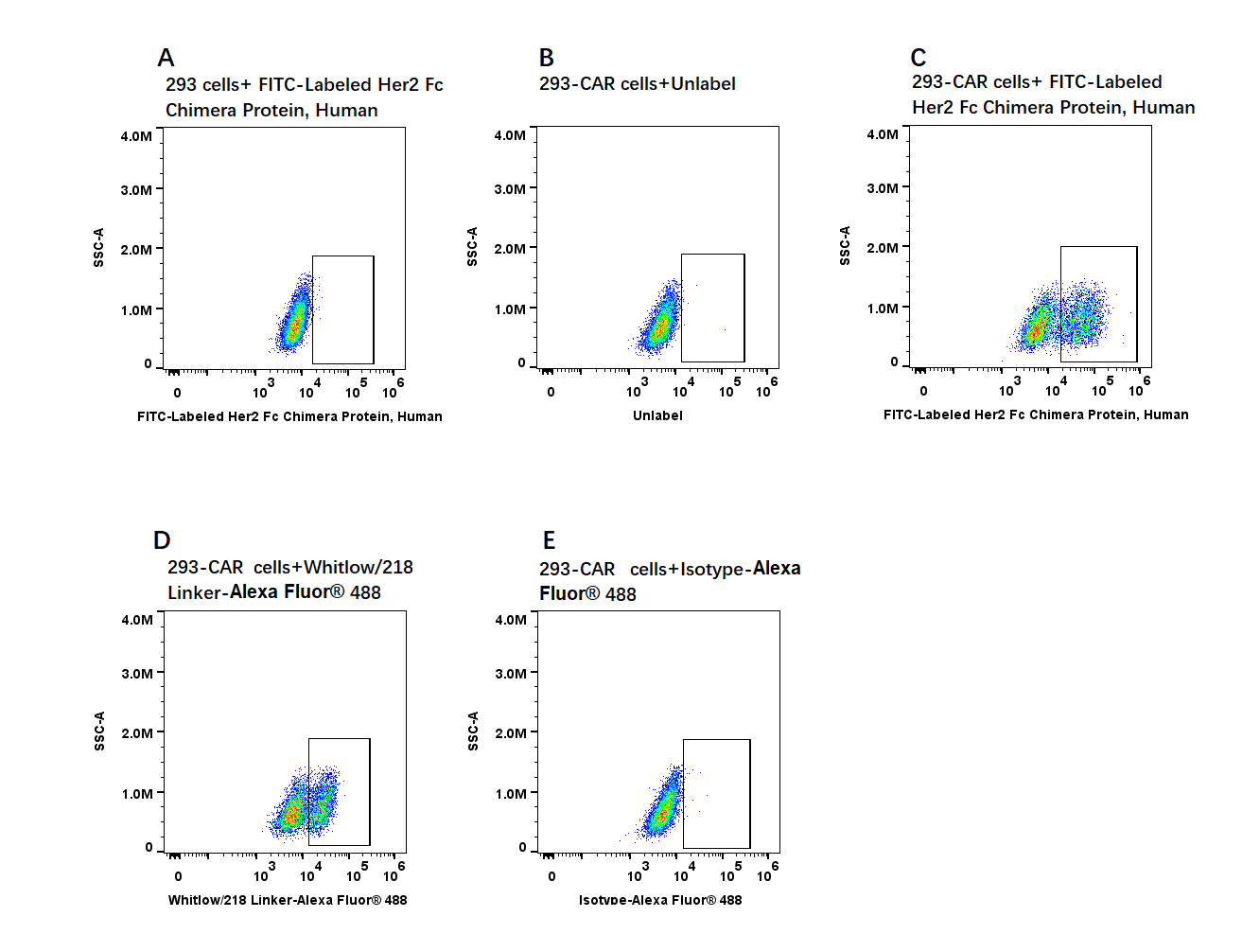 FITC-Labeled Her2 Fc Chimera Protein, Human