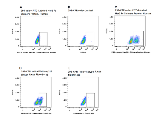 FITC-Labeled Her2/ErbB2 Fc Chimera Protein, Human