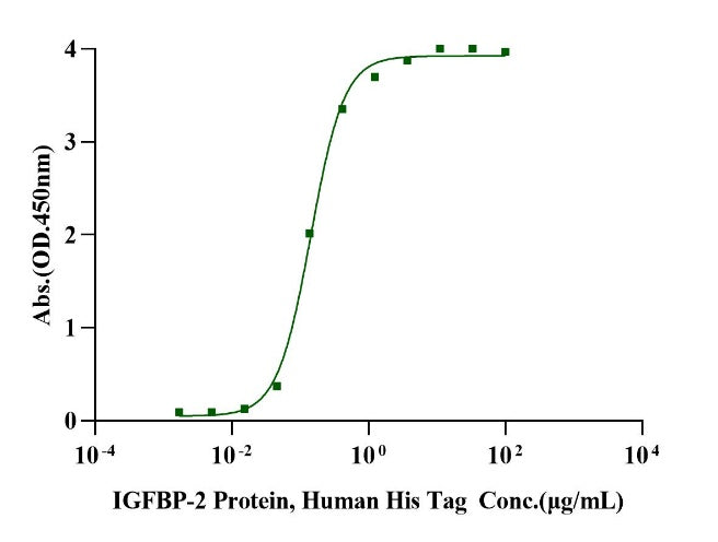 IGFBP-2 His Tag Protein, Human