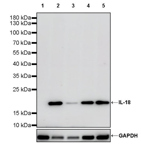 IL-18 Recombinant Rabbit mAb (S-2142-2)