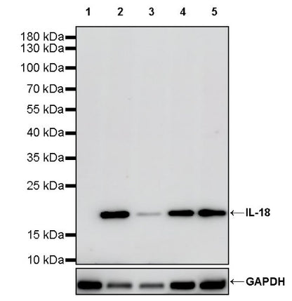 IL-18 Recombinant Rabbit mAb (S-2142-2)