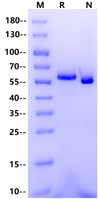 IL-27 His Tag Protein, Cynomolgus