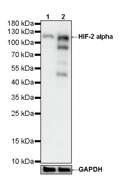 HIF-2 alpha Recombinant Rabbit mAb (S-5326)