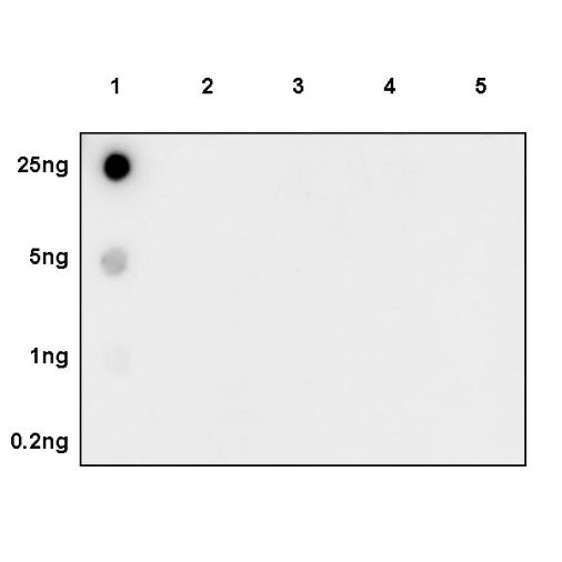 Histone H3 (citrulline R2 + R8 + R17) Recombinant Rabbit mAb (S-1733-17)