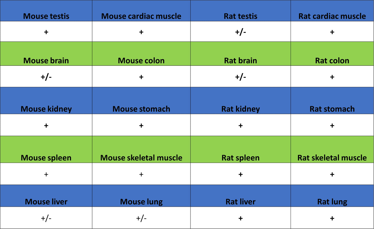 BMP4 Recombinant Rabbit mAb (S-3938-66)