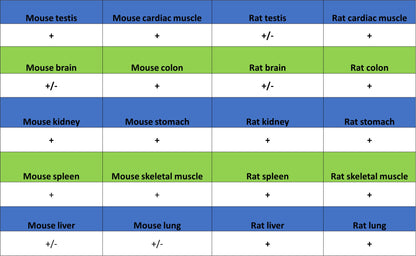 BMP4 Recombinant Rabbit mAb (S-3938-66)
