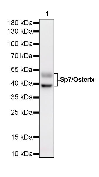 Sp7/Osterix Recombinant Rabbit mAb (S-4225-14)