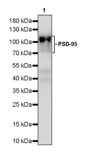 PSD-95 Recombinant Rabbit mAb (S-1518-4)