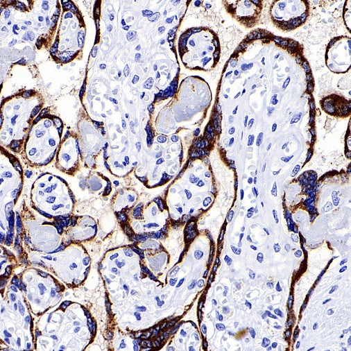 Human Growth Hormone / GH Recombinant Rabbit mAb (SDT-1160-40)