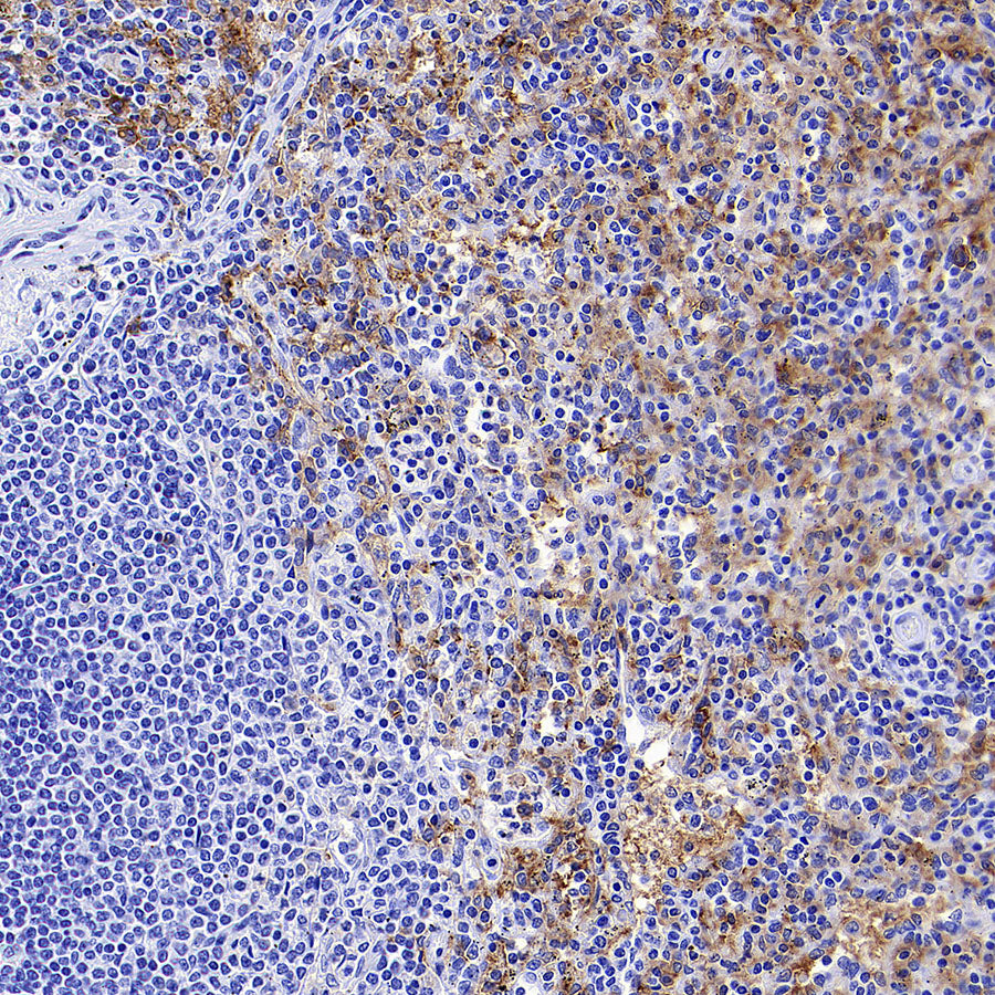 ADGRE1 (F4/80) Recombinant Rabbit mAb (S-2683-205)