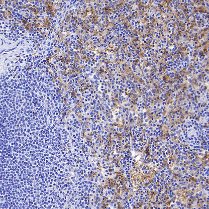 ADGRE1 (F4/80) Recombinant Rabbit mAb (S-2683-205)