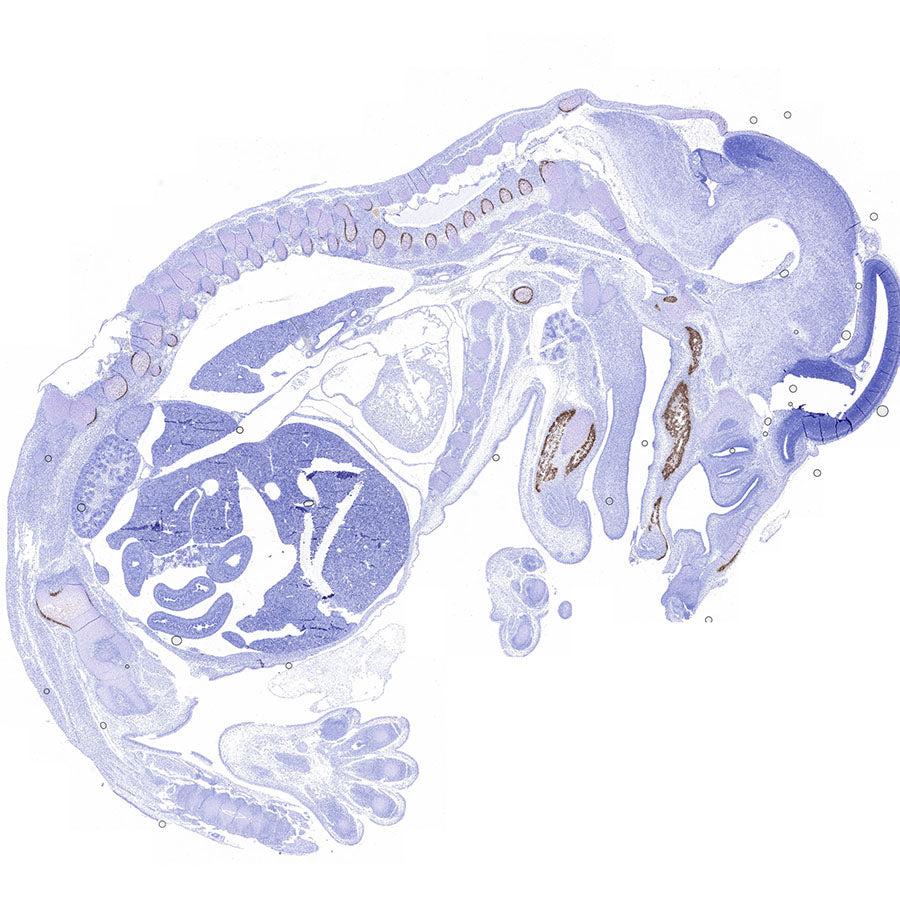 BSP II Recombinant Rabbit mAb (SDT-3508-1)