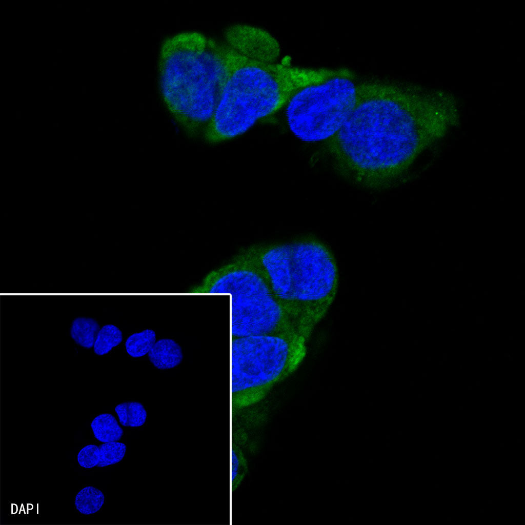 PEG10 Recombinant Rabbit mAb (SDT-442-60)