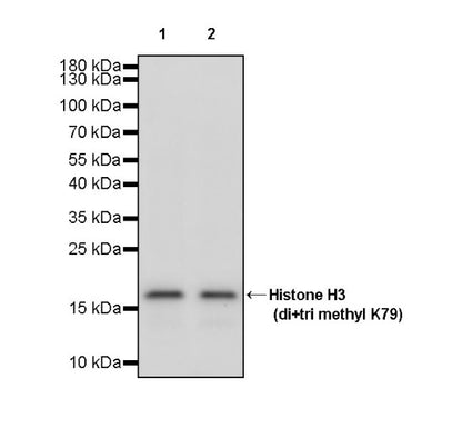 Histone H3 (di+tri methyl K79) Recombinant Rabbit mAb (S-854-48)