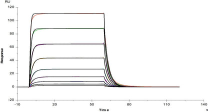 IL-3 Protein, Mouse