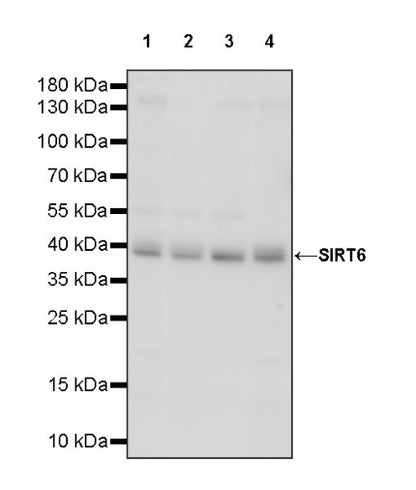 SIRT6 Rabbit Polyclonal Antibody