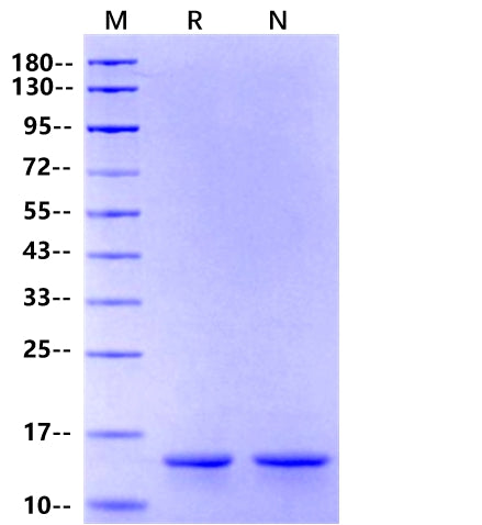 IFN-γ Protein, Rat