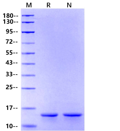IFN-γ Protein, Rat