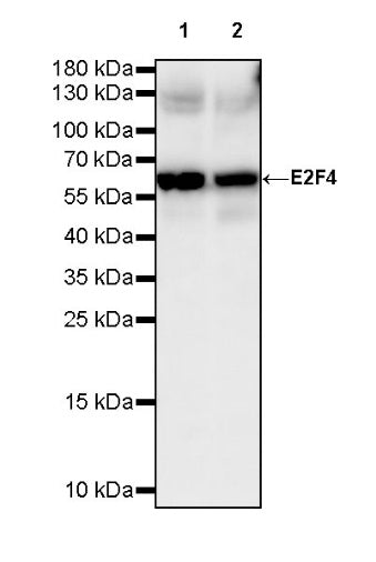 E2F4 Recombinant Rabbit mAb (S-586-214)