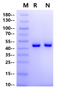 IDH1(R132C) His Tag Protein, Human