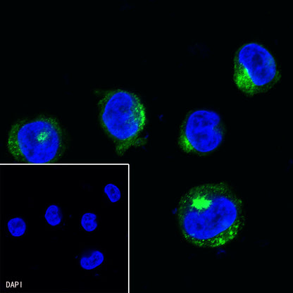 CD11b Recombinant Rabbit mAb,PBS Only (SDT-058-44)