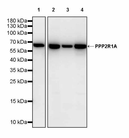 PPP2R1A Rabbit Polyclonal Antibody