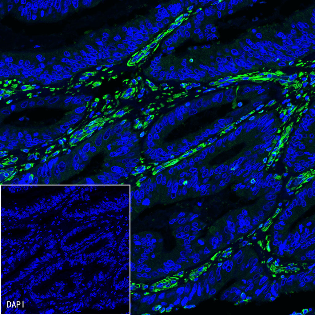 Vimentin Recombinant Rabbit mAb,PBS Only (SDT-029-20)