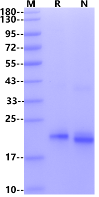 IL-10 His Tag Protein, Cynomolgus