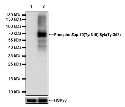Phospho- Zap-70 (Tyr319)/Syk (Tyr352) Recombinant Rabbit mAb (S-1252-12)