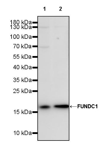 FUNDC1 Rabbit Polyclonal Antibody