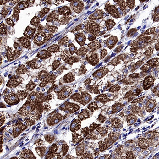 DLST Rabbit Polyclonal Antibody